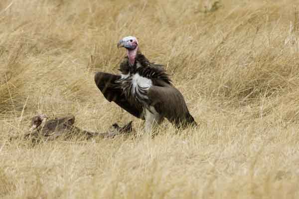 Buitre - reserva nacional de Masai Mara - Kenia 2.jpg